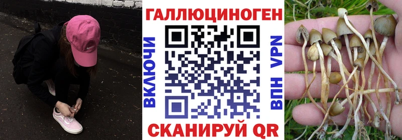 Псилоцибиновые грибы Psilocybine cubensis  Нестеровская 